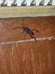 Evania appendigaster