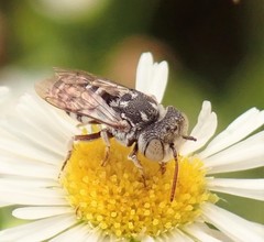 Coelioxys coturnix