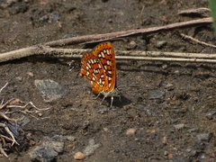 Zeritis neriene