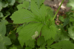 Metallus lanceolatus