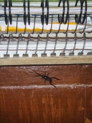 Evania appendigaster