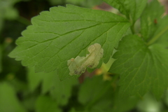 Metallus lanceolatus