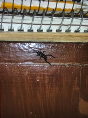 Evania appendigaster