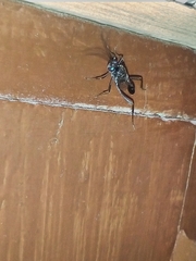 Evania appendigaster