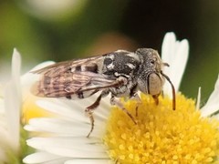 Coelioxys coturnix