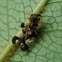 Corythucha associata