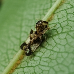 Corythucha associata