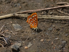 Zeritis neriene