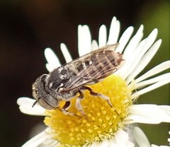 Coelioxys coturnix