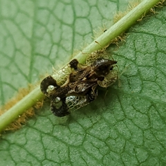 Corythucha associata