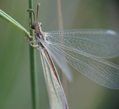 Macronemurus