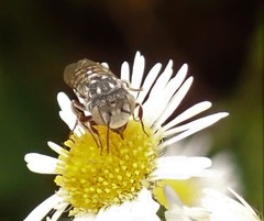Coelioxys coturnix