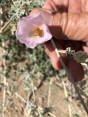 Sphaeralcea ambigua rosacea
