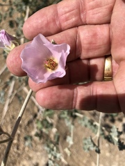 Sphaeralcea ambigua rosacea