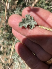 Sphaeralcea ambigua rosacea