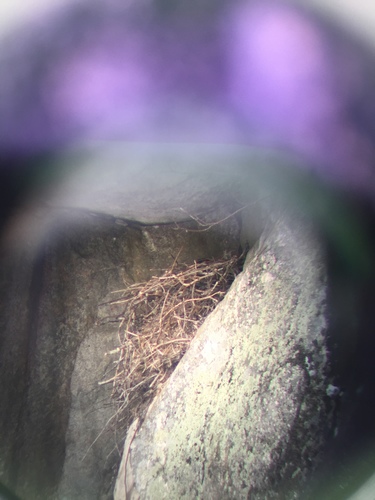 Common Raven photographed in Minnesota