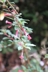 Fuchsia parviflora