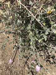 Sphaeralcea ambigua rosacea