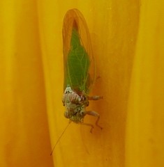 Psylla buxi