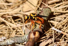 Laphria saffrana