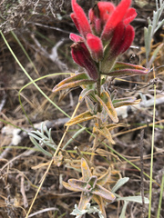Castilleja affinis contentiosa