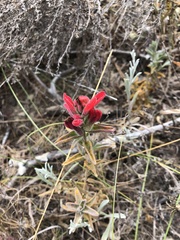 Castilleja affinis contentiosa