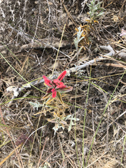 Castilleja affinis contentiosa