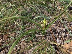 Toxicoscordion venenosum