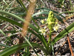 Toxicoscordion venenosum