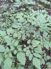 Actaea racemosa dissecta