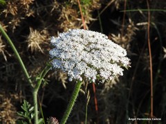 Daucus carota gummifer