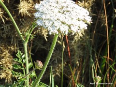 Daucus carota gummifer