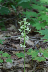Platanthera macrophylla