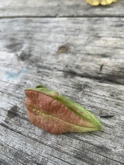 Koelreuteria paniculata