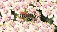 Philanthus crabroniformis