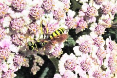Philanthus crabroniformis