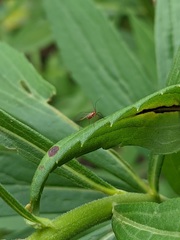 Dysaphis plantaginea