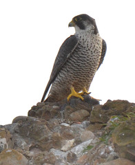 Falco peregrinus pealei