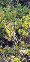 Acacia longifolia sophorae