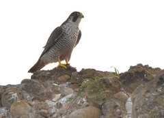 Falco peregrinus pealei