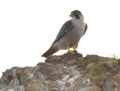 Falco peregrinus pealei