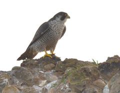 Falco peregrinus pealei