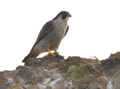 Falco peregrinus pealei