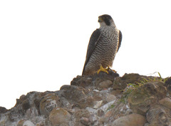 Falco peregrinus pealei