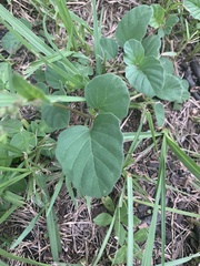 Boerhavia diffusa image