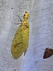 Chloronia mirifica