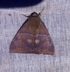 Ophisma