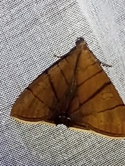 Eulepidotis carcistola