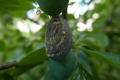 Monilinia