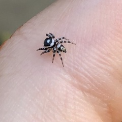 Orientattus aurantius